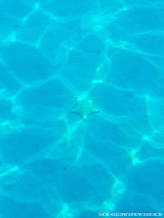 bouillante - étoile de mer